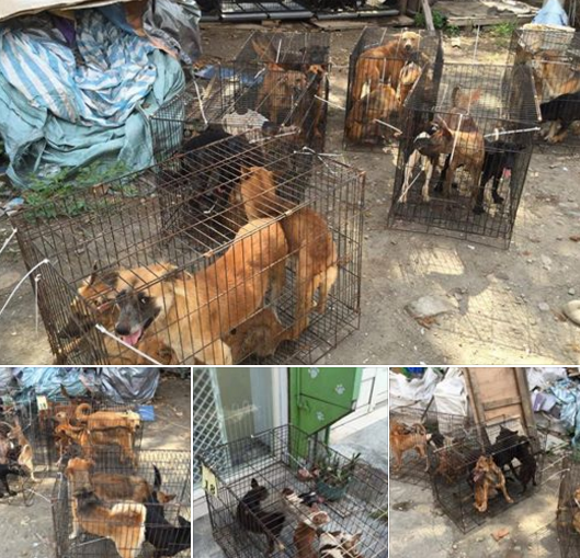 從洪婦狗場中救援出的72隻狗、1隻貓,狗狗們因長期飢餓,幾乎每隻都血糖過低,因營養不良瘦成皮包骨。陳隨意/提供