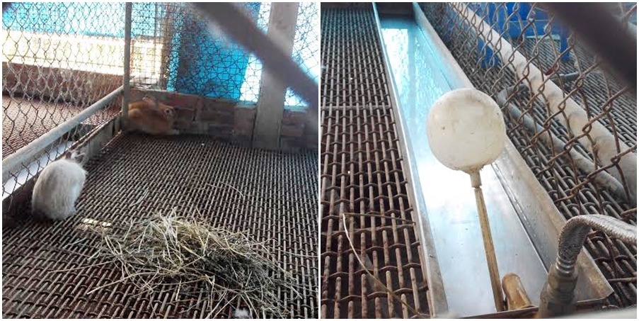 飲水品質對兔子很重要，中華護生協會在兔籠內設有流動水源。　陳志宏/提供