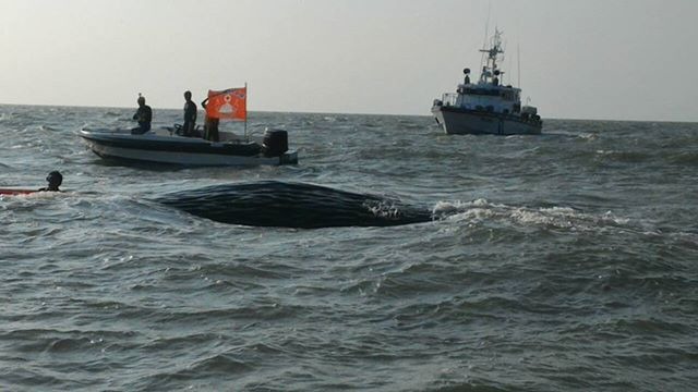 王建平表示該抹香鯨並無外傷,救難人員決議待漲潮將牠拖往外海自尋一線生機。 擷取自我們的島