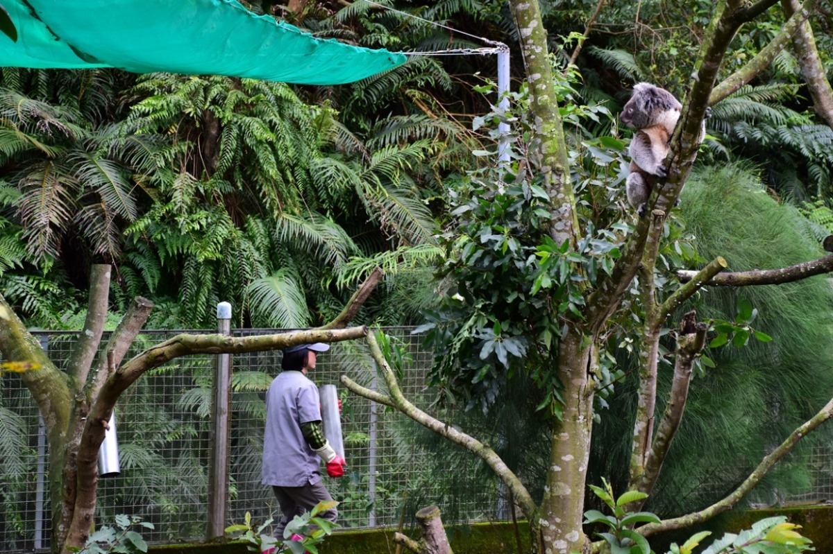 設置在澳洲動物區的無尾熊新展場，沒有玻璃的阻隔，動物園特別呼籲大家參觀時要控制音量，免得讓剛遷入新居的嬌客受到驚嚇。　台北動物園/提供