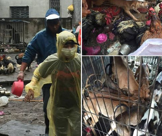 受彰化防疫所動保課請託，關懷流浪犬貓鮮食協會前往狗場關注，將孱弱的狗隻先送醫療。瑭芯攝