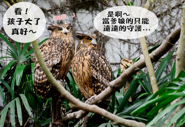 小豬在嘿美及愛洛的照護下，成長進度相較於野外的黃魚鴞寶寶進度小小超前！　台北動物園-張庭瑜/攝