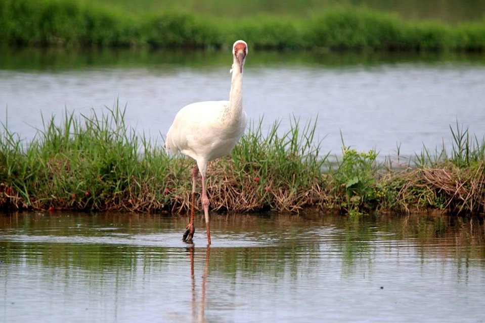 停留台灣的第513天，小鶴終於啟程。    圖片來源：台灣生態工法發展基金會/取自金山小白鶴