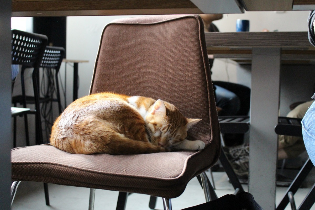 寵物咖啡廳因為沒有利用動物營利,農委會認為可不受展演動物辦法規範,但店家仍要善盡飼主責任,讓動物免受顧客騷擾。 李娉婷/攝