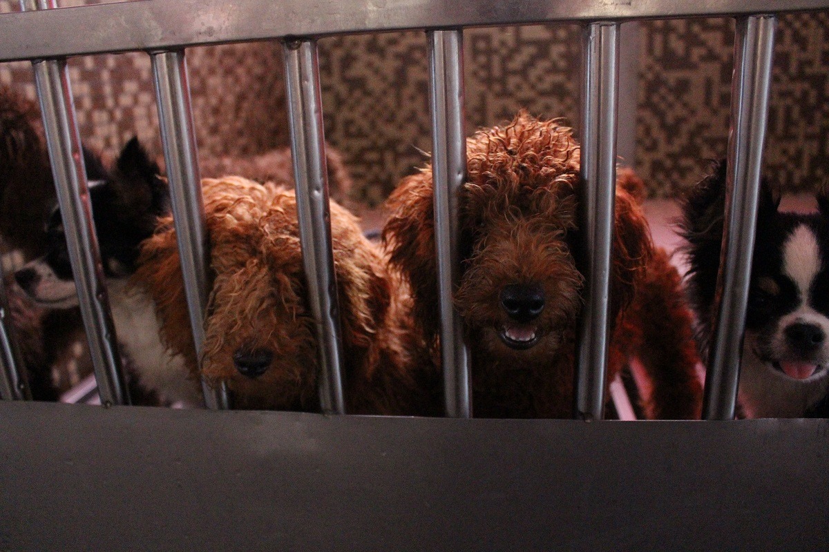 20日要送養的犬隻約5月齡大。　李娉婷/攝