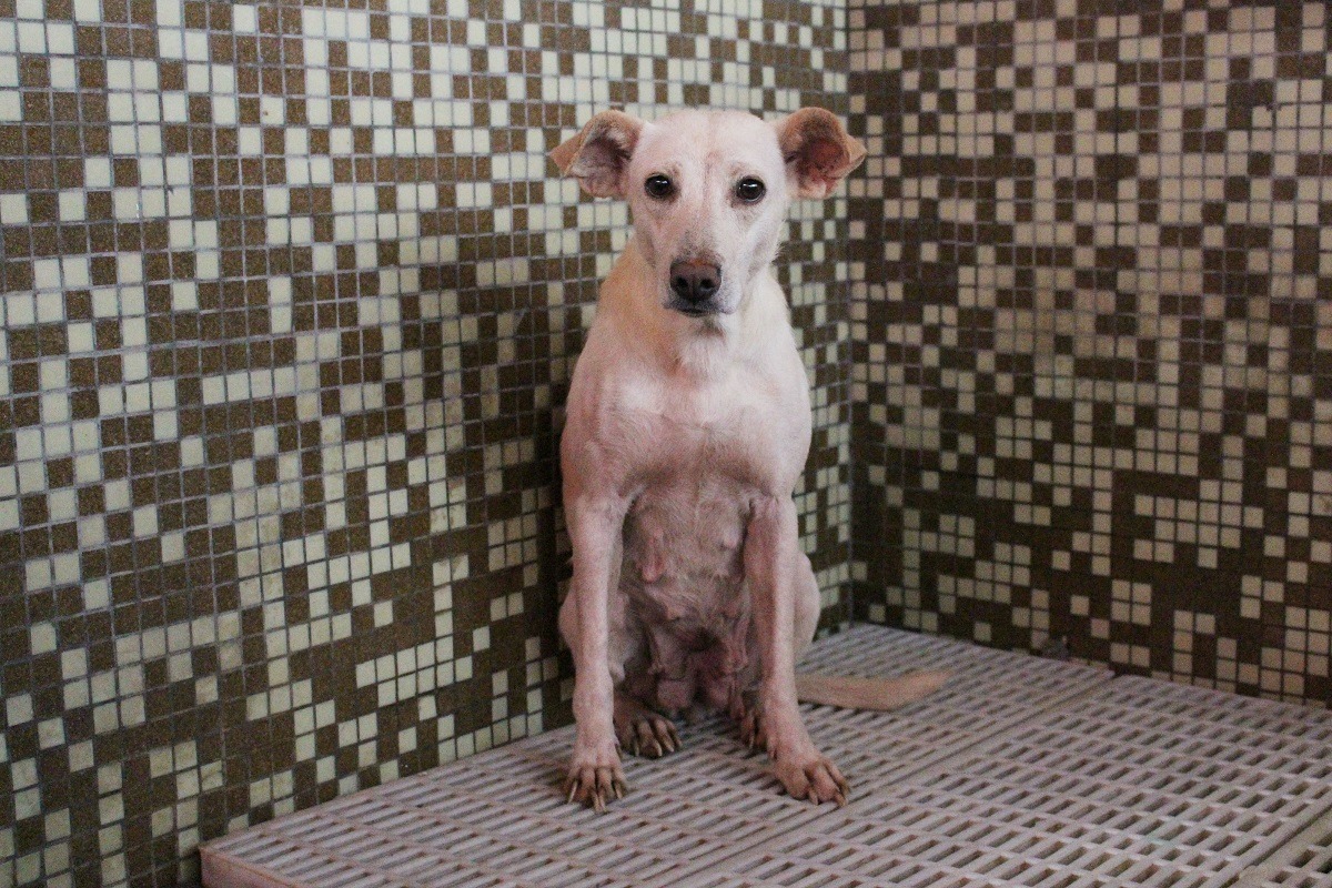 5個月過去，米黃狗媽媽吃胖了不少，但對人仍然膽怯。　李娉婷/攝