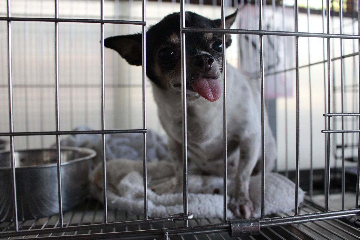 公立收容所中不乏遭到棄養的老病年品種犬。　台灣動物新聞網資料照(李娉婷/攝)