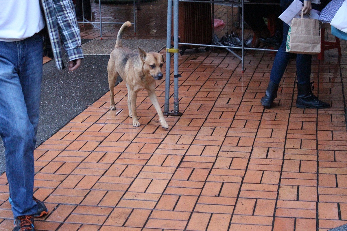 政大的校園流浪狗「抹布醬」自在的在學生中穿梭,學生也對狗的存在習以為常。 李娉婷/攝