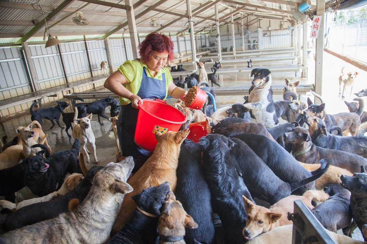 姜媽媽狗園數次遭人檢舉違章建築。(圖為舊狗園)　台灣動物新聞網資料照(施老人/攝)