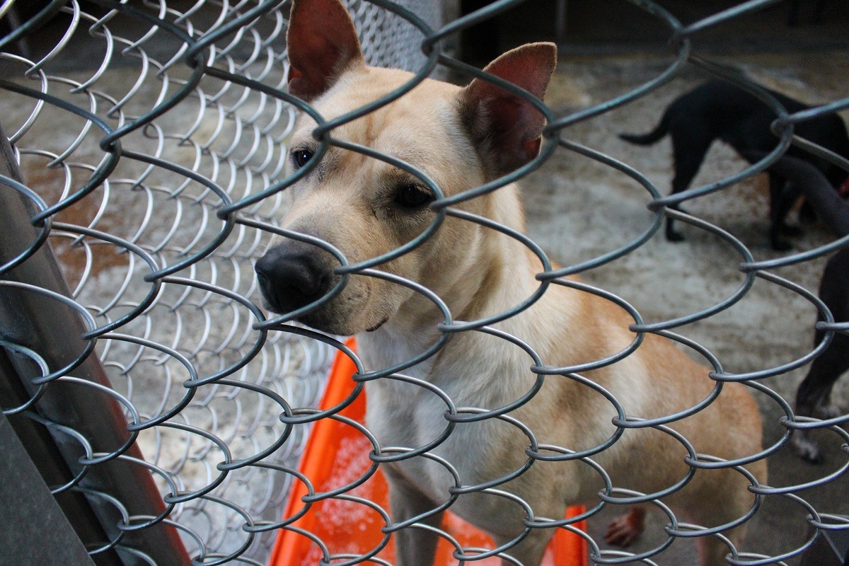 我們都在追求與努力讓「零安樂死」成真，但該怎麼做？　台灣動物新聞網資料照(李娉婷/攝)