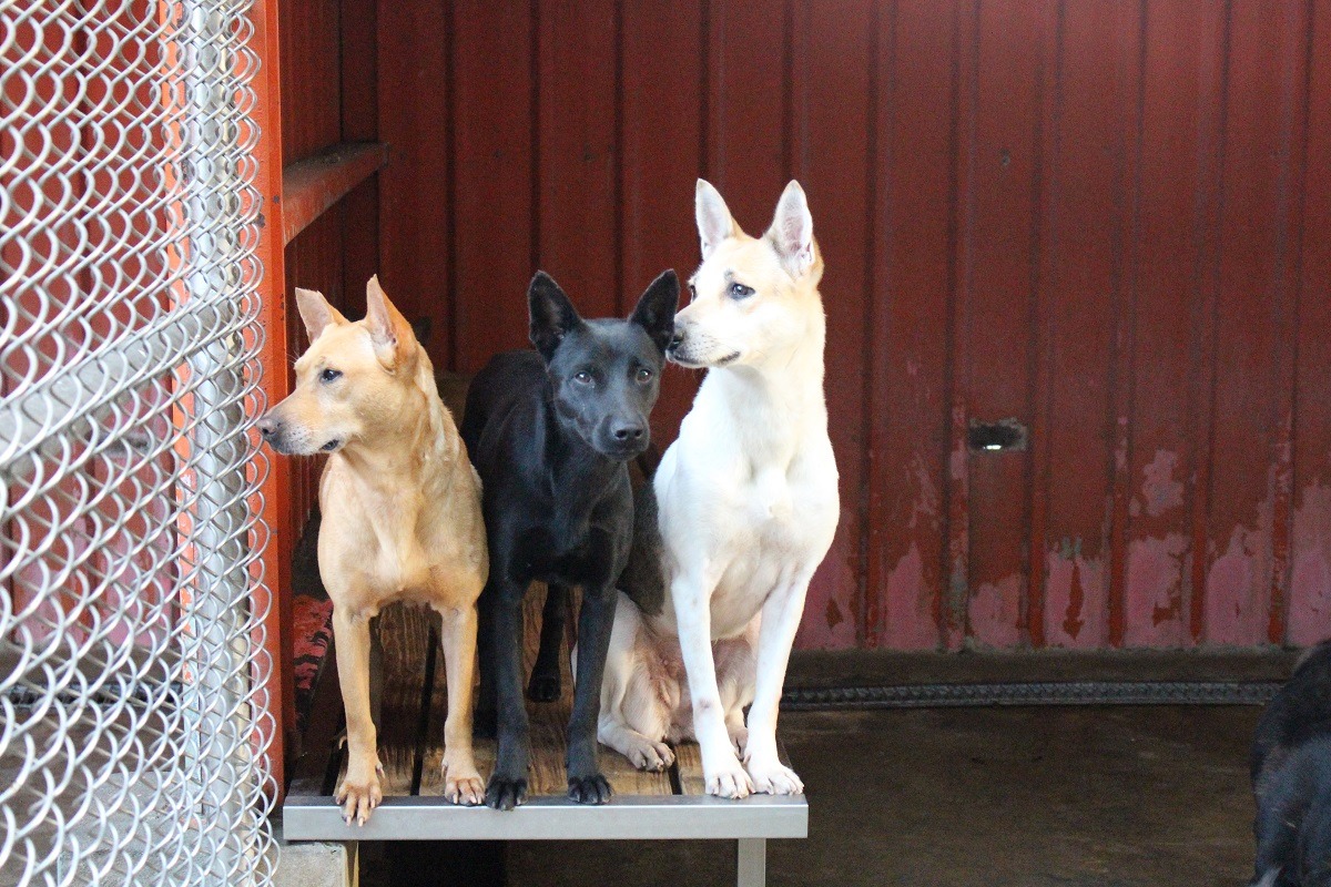 收容所中大多都是混種犬（米克斯犬），若有純種犬，往往也是年老或生病，才會被主人拋棄。　台灣動物新聞網資料照（李娉婷/攝）