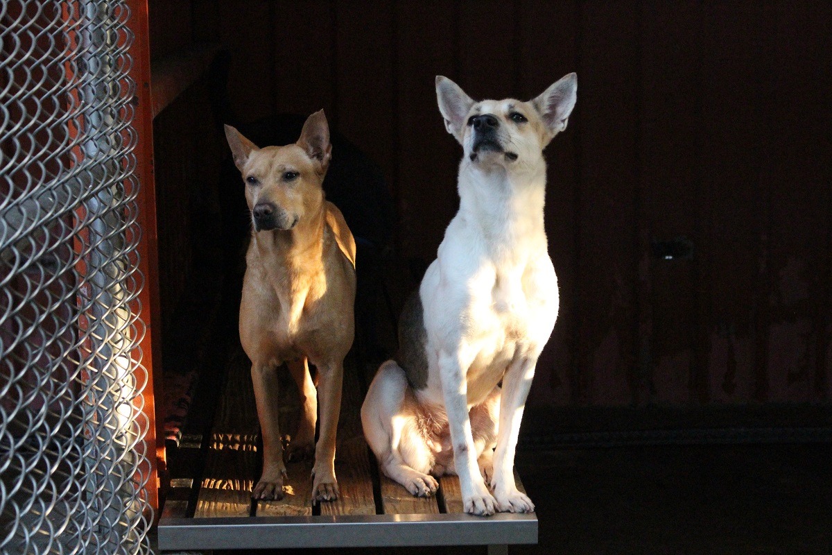 米克斯聰明、可愛，一樣會全心全意的愛主人。　李娉婷/攝