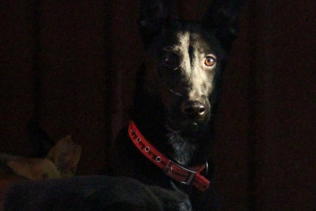 公立收容所面對的問題錯綜複雜，但一般人往往將炮火指向收容所。　台灣動物新聞網資料照(李娉婷/攝)