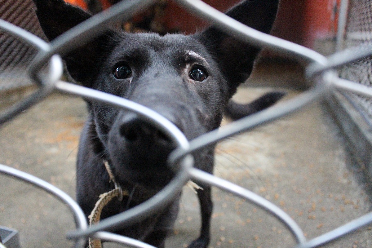 公告期間、未開放認養、生病受傷、不適合居住在動物之家的犬貓，皆可藉由代養計畫進入代養家庭，安全舒適的等待下一個家庭的到來。　台灣動物新聞網資料照(李娉婷/攝)