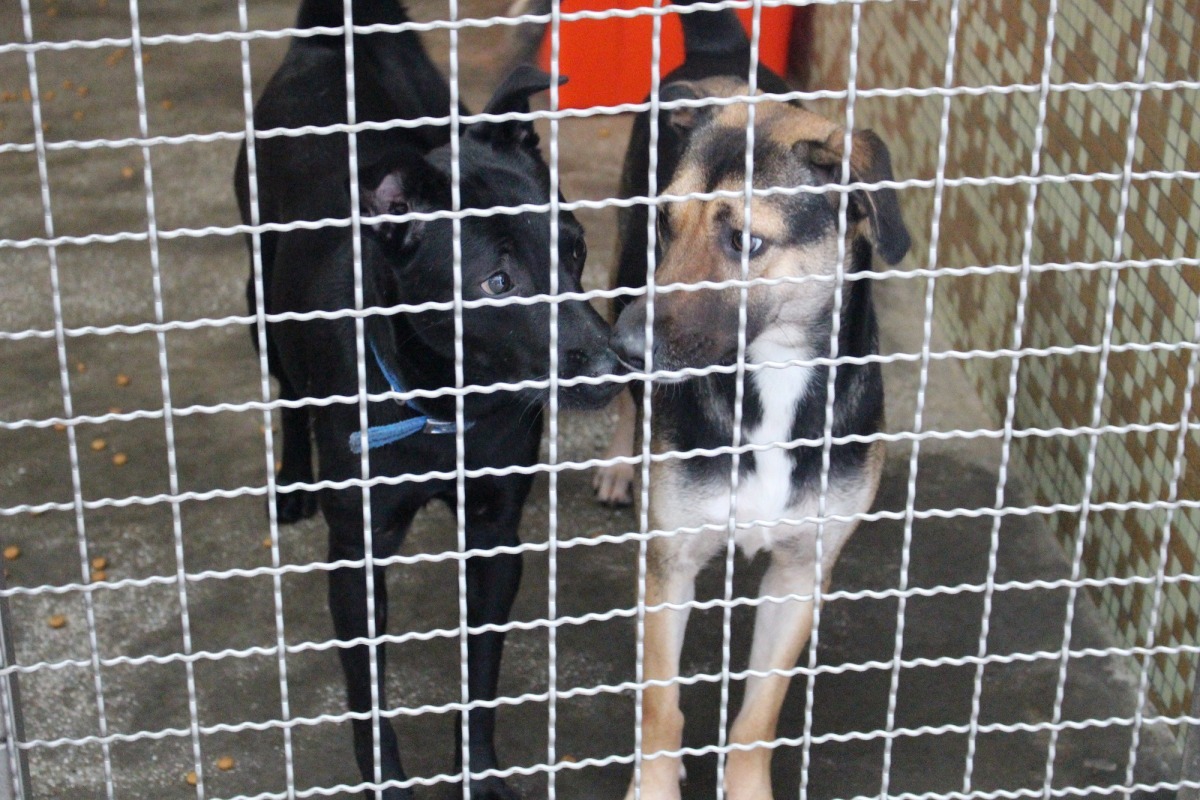 你支持即將上路的零安樂死政策嗎?認為可行嗎? 台灣動物新聞網資料照(李娉婷/攝)