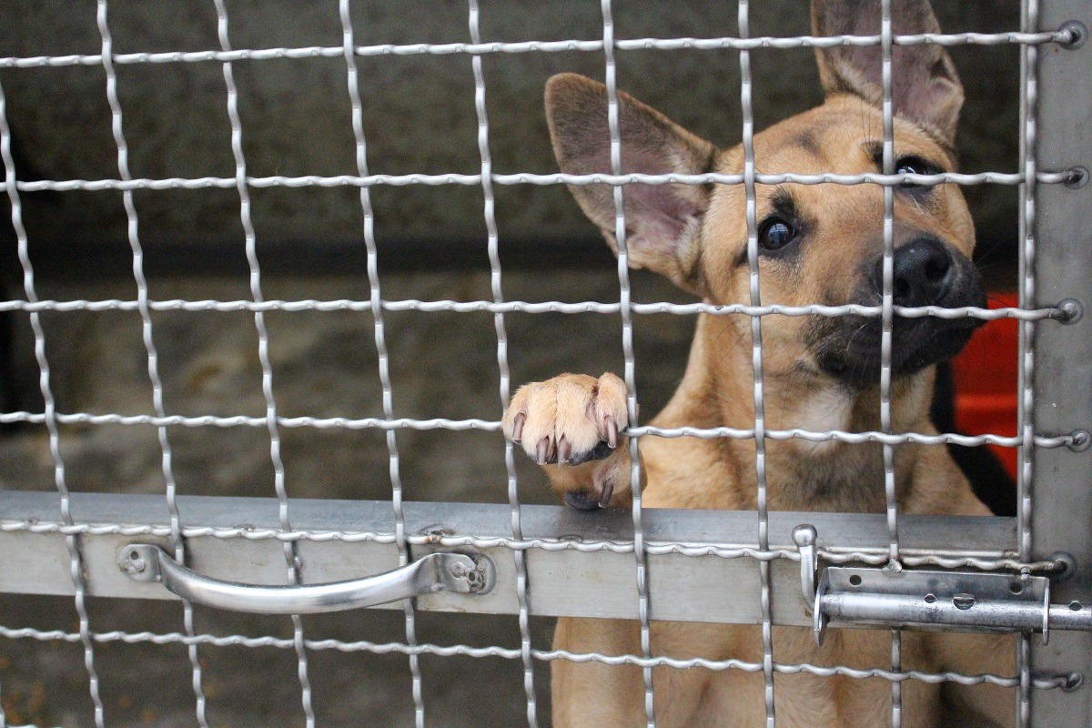 許多人未評估自身能力就貿然飼養動物又棄養，對動物而言是相當大的傷害；新版動保法通過後，農委會建立領養黑名單，阻擋不合格領養人。 李娉婷/攝