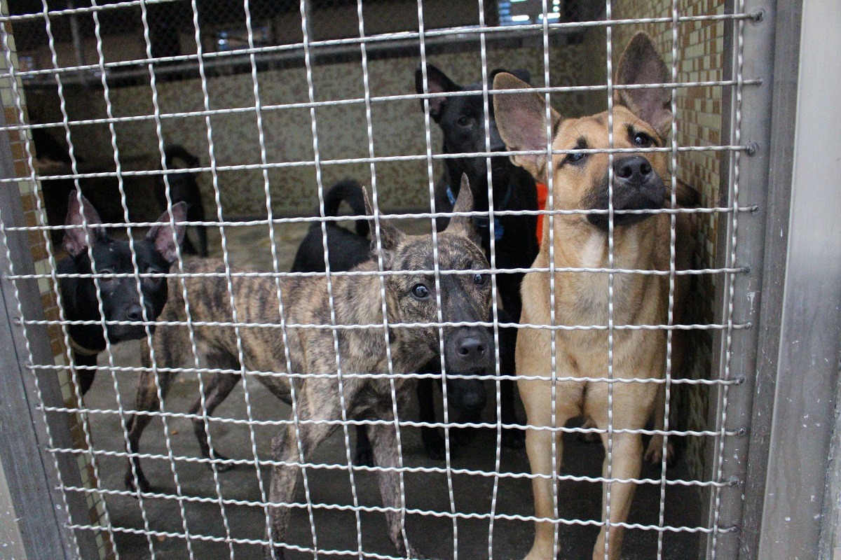 在體制問題之下，有熱情的工作人員一再被磨損。　台灣動物新聞網資料照(李娉婷/攝)
