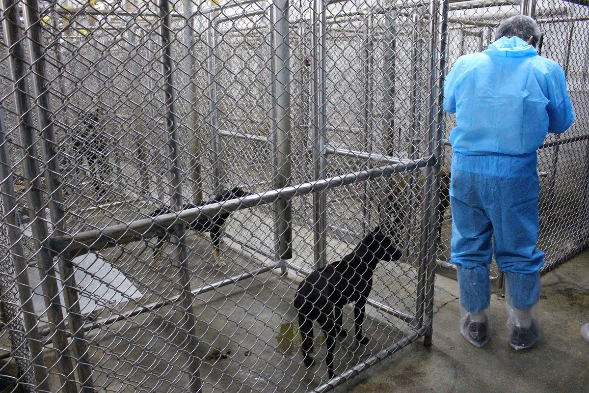 籠舍外沒有張貼任何犬隻資訊。　李娉婷/攝