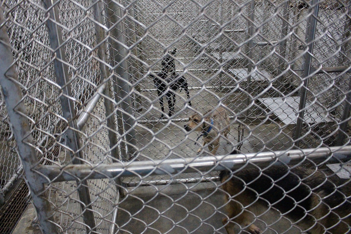 屏東縣流浪動物收容所雖然乾淨，但環境單一，且部分水盆中沒有飲水。　李娉婷/攝