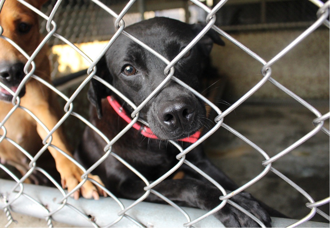 台灣動物新聞網資料照