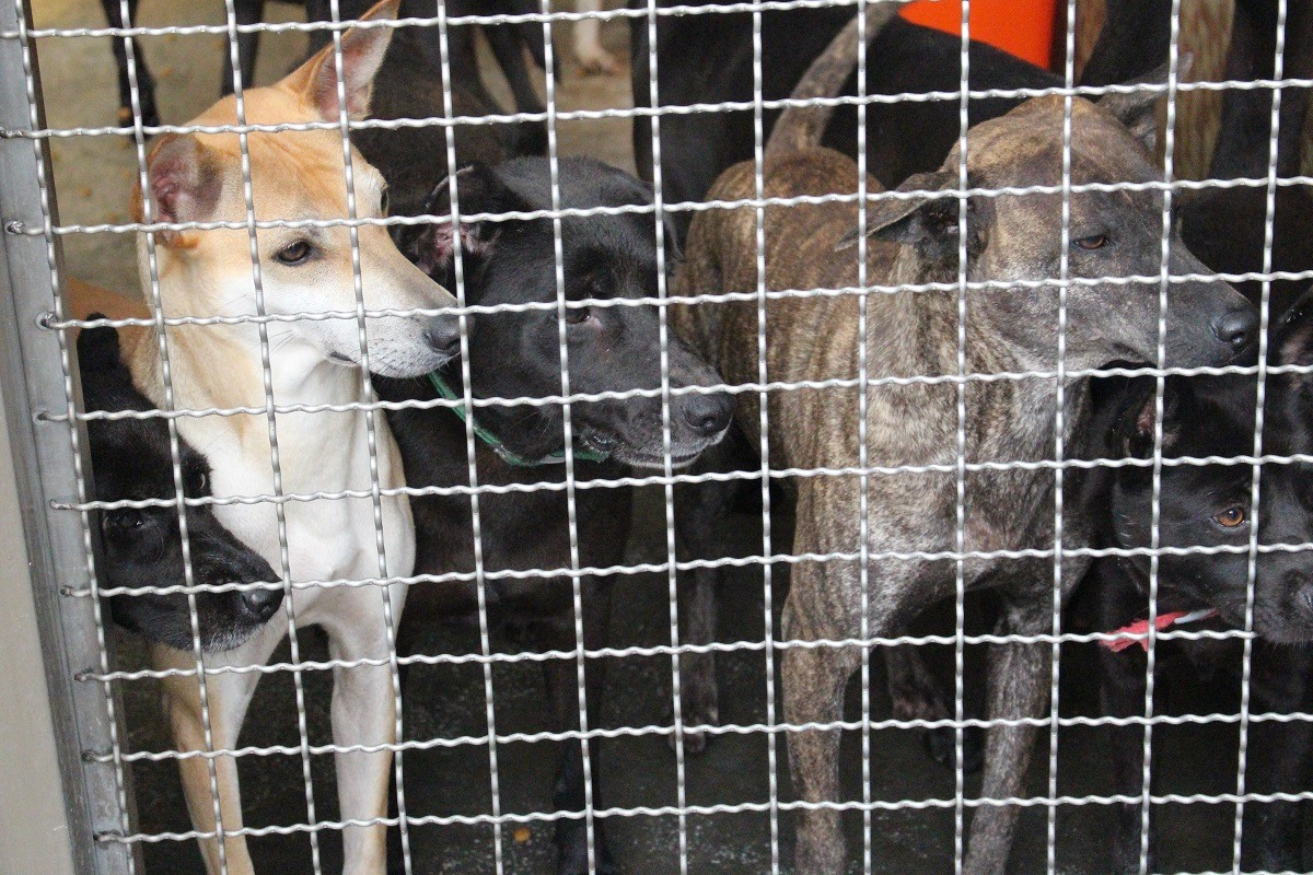 新北市動保處日前表示今年的認養率已經超過9成。台灣動物新聞網資料照(李娉婷/攝)