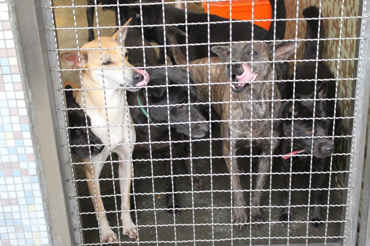 雖然關心動保的民眾認為米克斯、成犬一樣可愛,但對一般民眾而言卻非如此。 台灣動物新聞網資料照(李娉婷/攝)