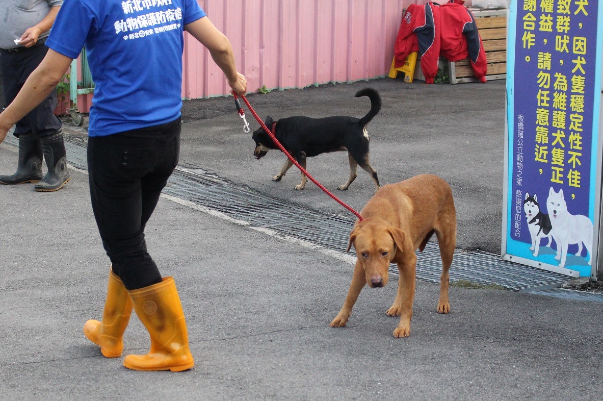 動物之家工作人員帶膽怯狗出籠散步，增加社會化程度。　台灣動物新聞網資料照(李娉婷/攝)