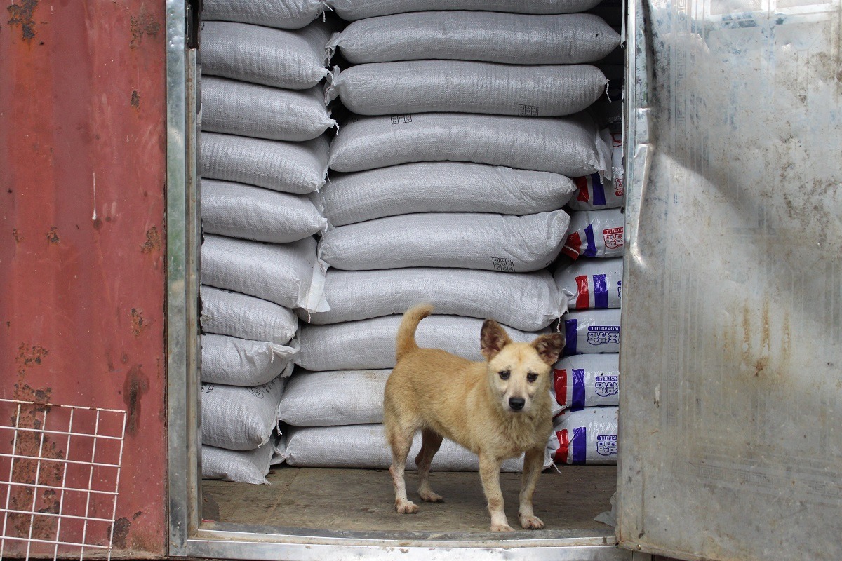 網路上充斥狗場缺糧、缺錢的消息，該如何判斷真偽？　李娉婷/攝