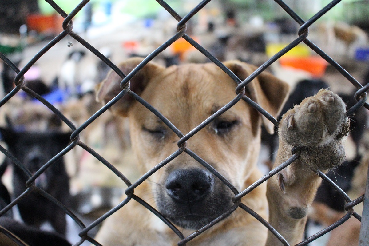 台北市將訂定《台北市民間動物收容處所設置許可及補助辦法》、《台北市民間動物收容處所查核及評鑑辦法》,規範、補助民間收容所。(示意圖) 李娉婷/攝