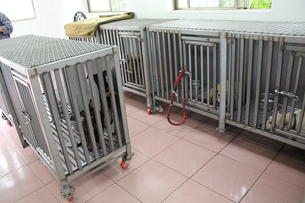 屏東縣流浪動物收容所幼犬區，民眾可進入此區。　李娉婷/攝