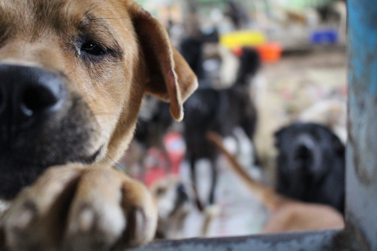 被領養的狗都去了哪裡？有多少是進入家庭？　台灣動物新聞網資料照(李娉婷/攝)