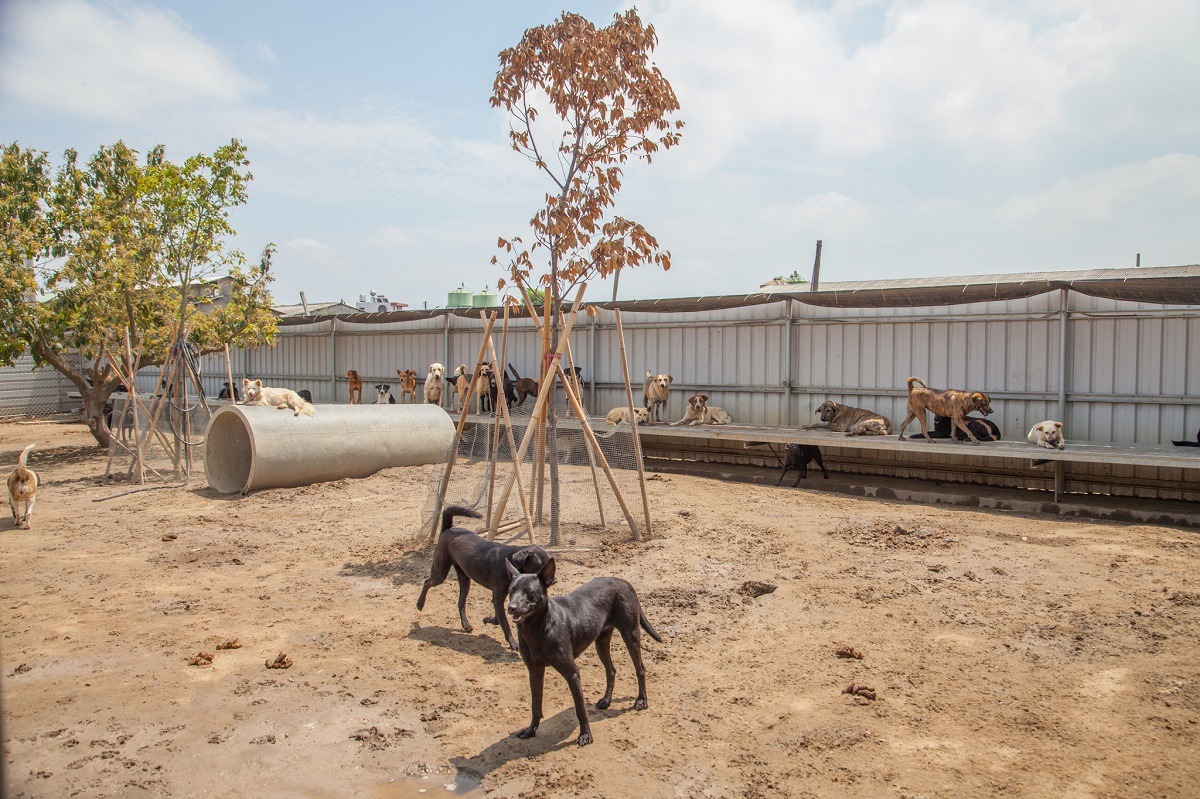 以土地使用規範而言，全台目前沒有合法的私人狗園。　台灣動物新聞網資料照(施老人/攝)