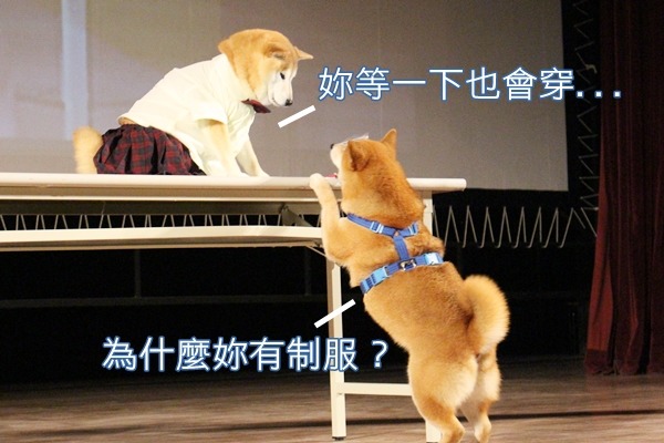 可樂看見穿著制服的由美，好奇上前。　江幸芸/攝