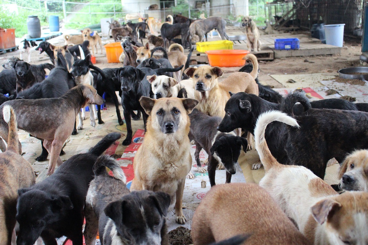 林媽媽狗場有加起來約500坪的兩區，容納500多隻狗，一塊已經完成水泥地鋪設，照片這區仍在等待動工，目前暫用紙板鋪設，清潔相當耗時。　李娉婷/攝