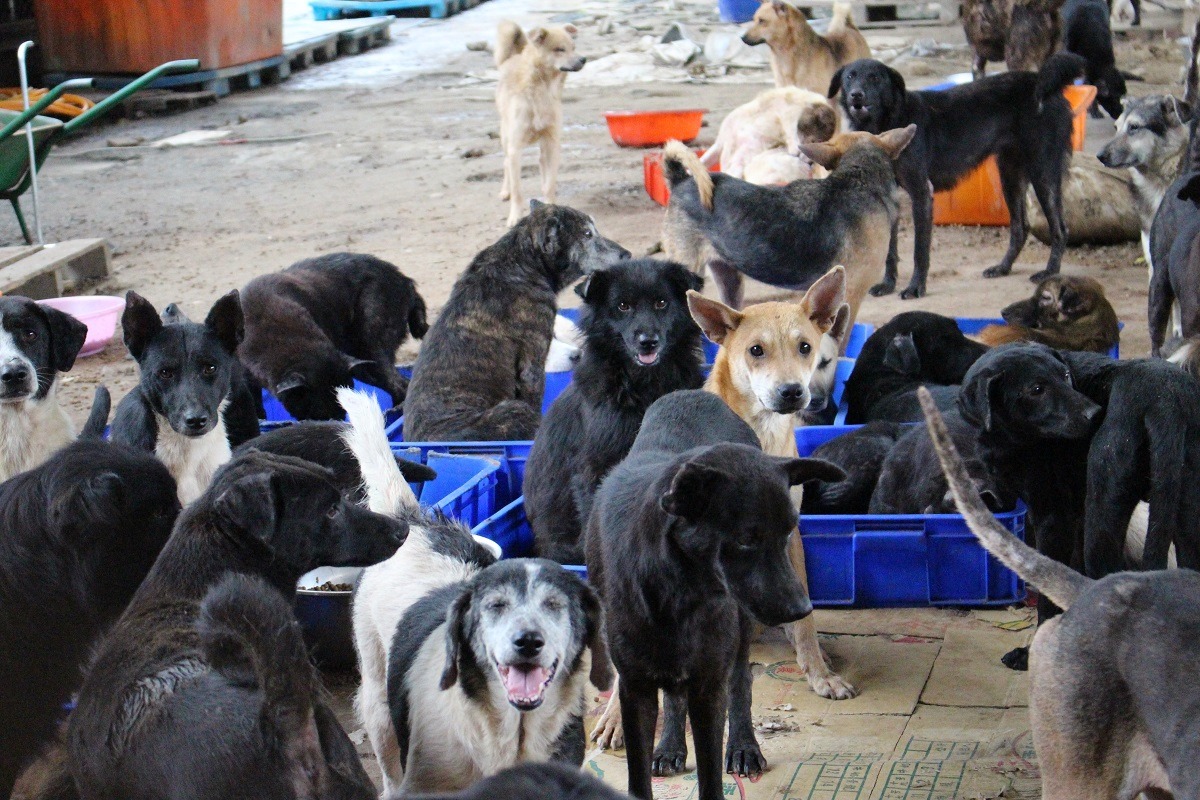 基隆林媽媽狗場有500多隻狗兒，林媽媽身體不好，仰賴志工幫助維持狗兒生活品質。 李娉婷/攝