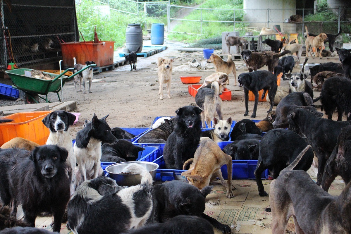 「以功代金」鼓勵民眾將購買金紙費用捐出,幫助社會弱勢,基隆市日前將動保團體也加入捐款系統,鼓勵民眾響應。 李娉婷/攝