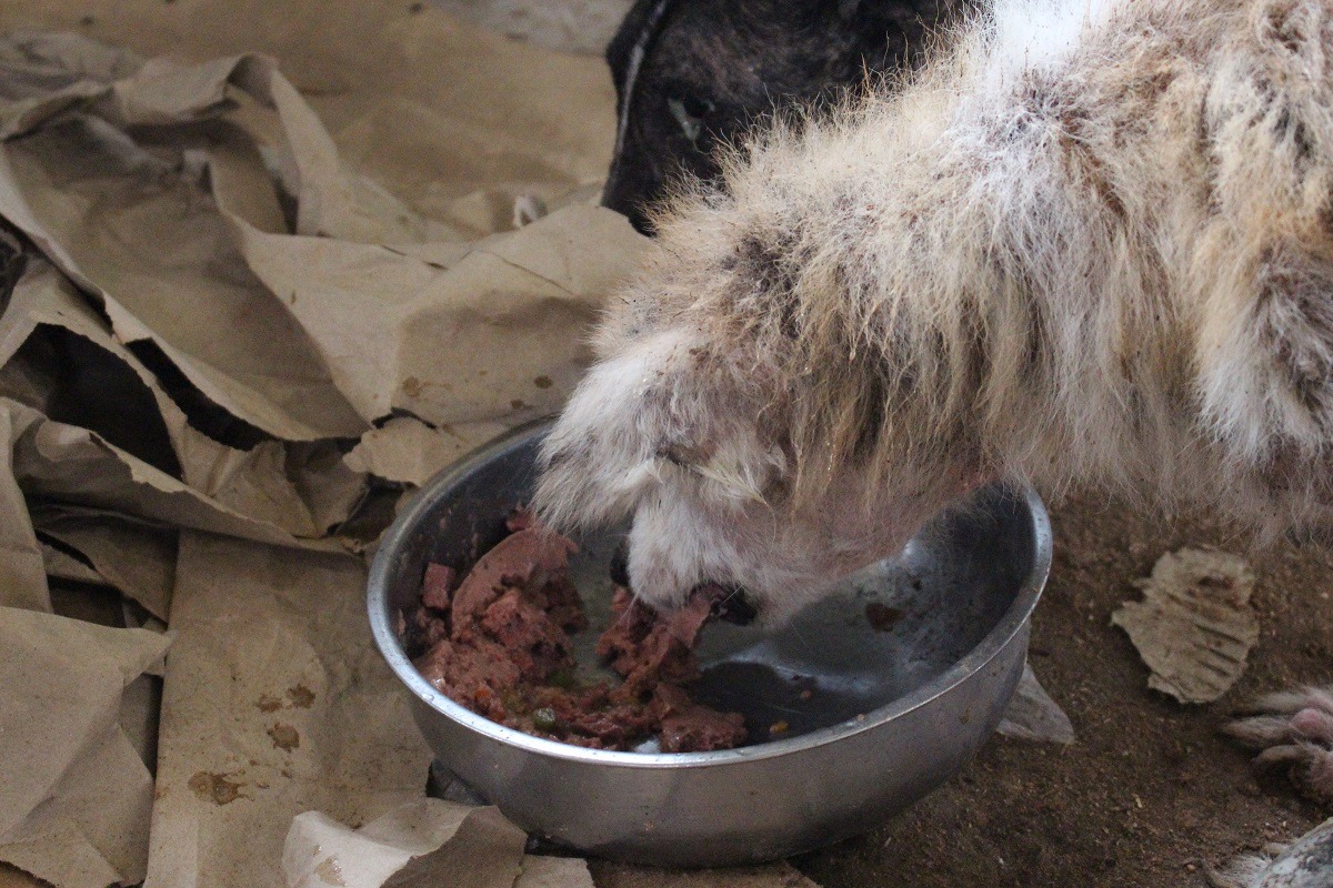 若無法給予動物足夠的照顧資源，儘管是愛心收容，仍違反《動物保護法》精神。　台灣動物新聞網資料照(李娉婷/攝)