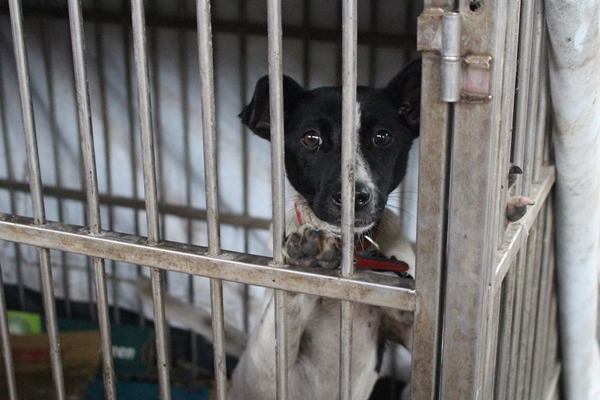 台北市動保處打算推出領養前的飼主教育課程,上完課才能領養收容所的浪犬浪貓,你覺得如何?此為示意圖。 李娉婷/攝