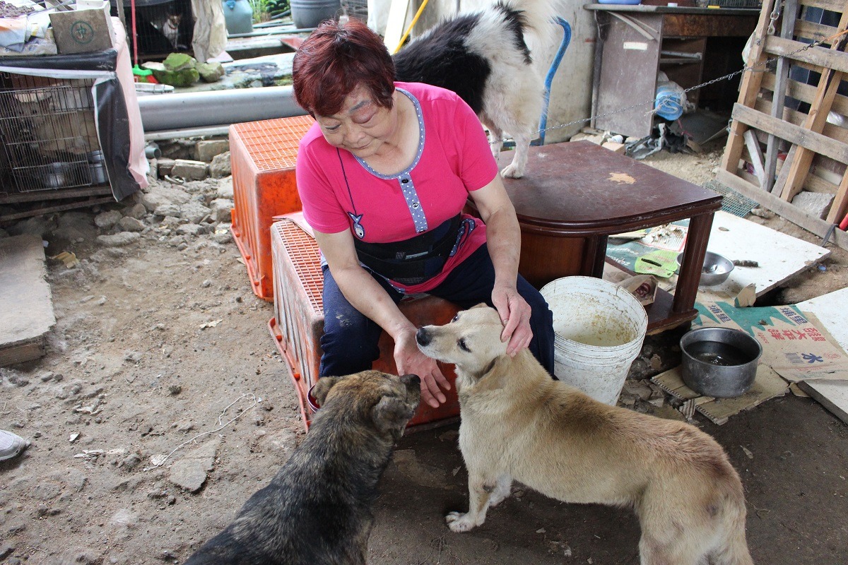 林媽媽照顧流浪動物30年,在基隆廣為人知。 李娉婷/攝