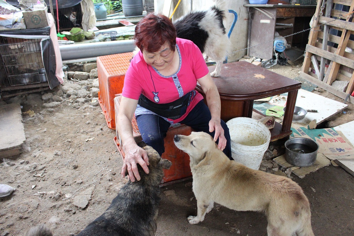 林媽媽剛開完刀，免疫力低、不適合進入多狗環境，卻又放不下狗兒，導致她左眼到頭部長了帶狀皰疹，令志工又好氣又心疼。　李娉婷/攝