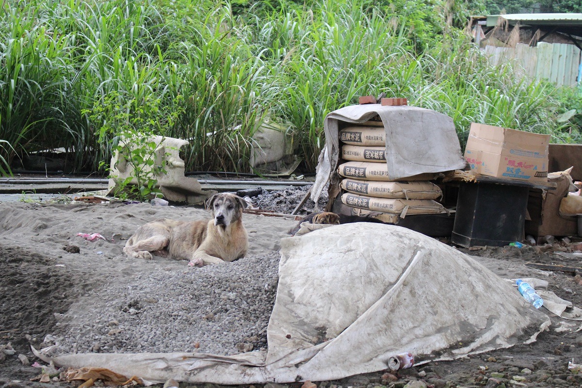 基隆潮濕又多雨，林媽媽狗場有些區塊仍是泥土地，對狗兒皮膚不好，近期志工打算鋪設水泥地，狗場內許多設備是志工自行搭建。　李娉婷/攝