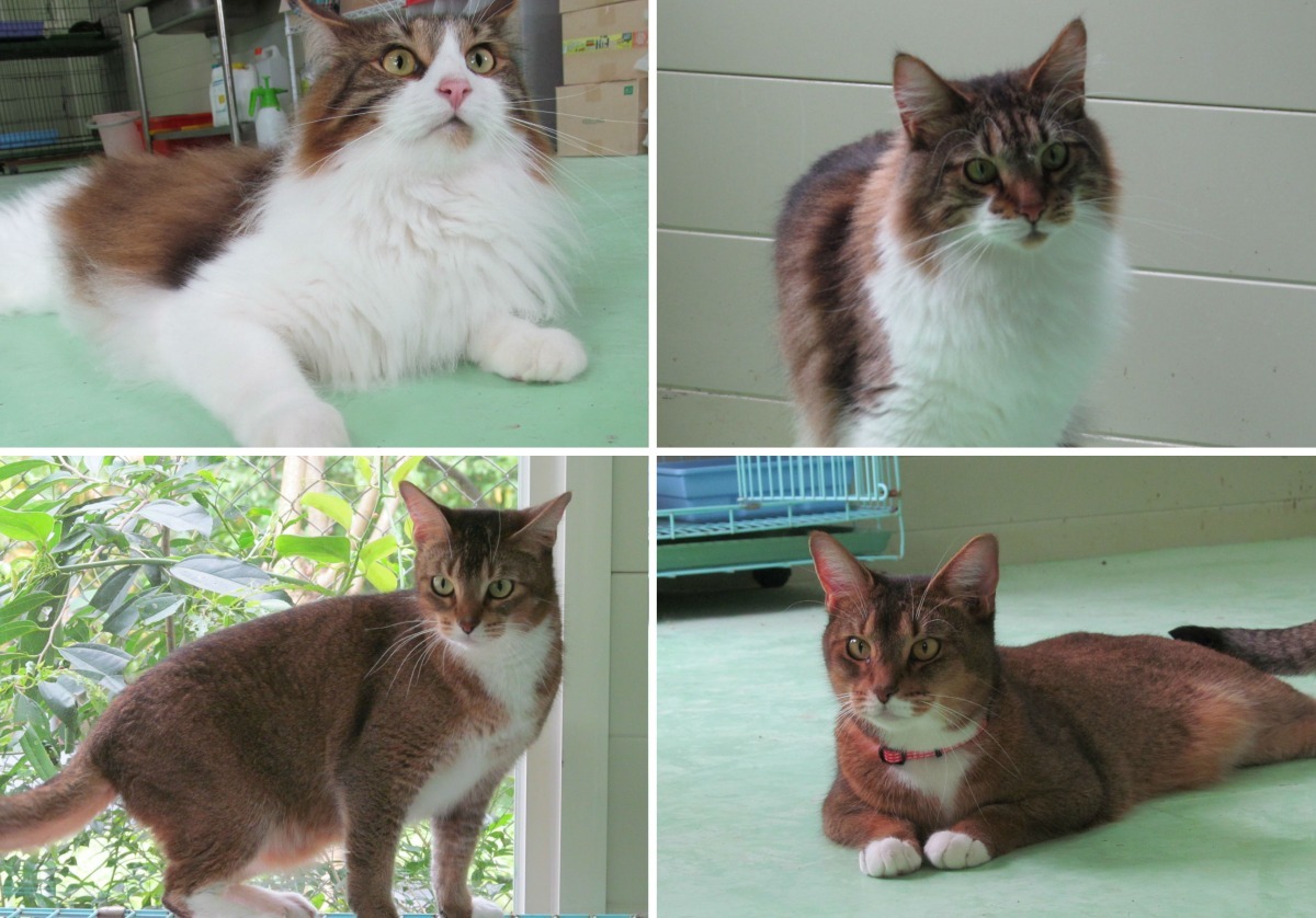 4隻被棄養的貓咪都是約2歲半，看起來照顧的相當不錯，過去一個多月，貓咪因有案件在身無法公告認養，現在已找到棄養人，日後中和動物之家將會開放貓咪認養。　新北市動保處/提供
