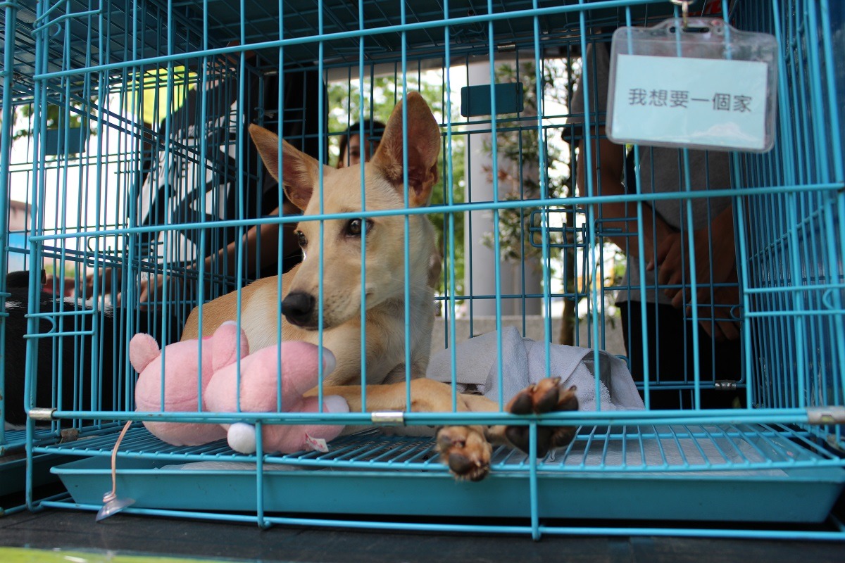 開展當日，流浪動物花園在板橋大遠百1樓特別舉辦認養活動，但之後不再設置認養攤位，民眾若想認養，可直接與流浪動物花園協會聯繫。　李娉婷/攝
