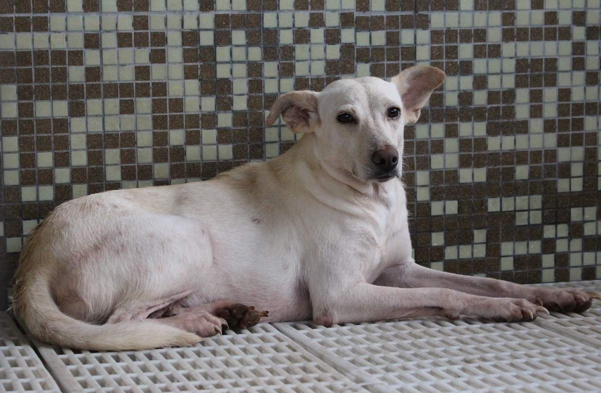 在板橋動物之家待了5個月，前後照顧31隻幼犬的小白媽媽被領養了！ 台灣動物新聞網資料照(李娉婷/攝)