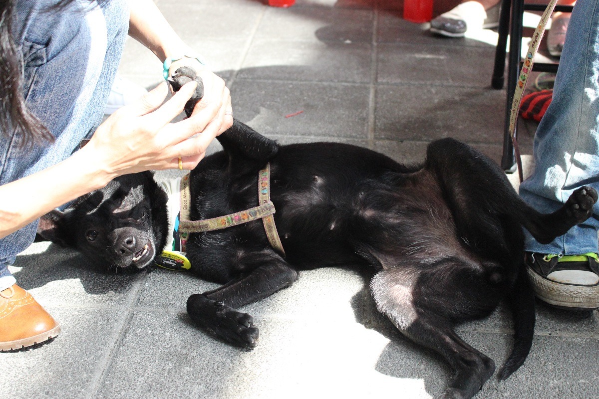 小黑擄獲人心的大絕招：翻肚肚！　李娉婷/攝