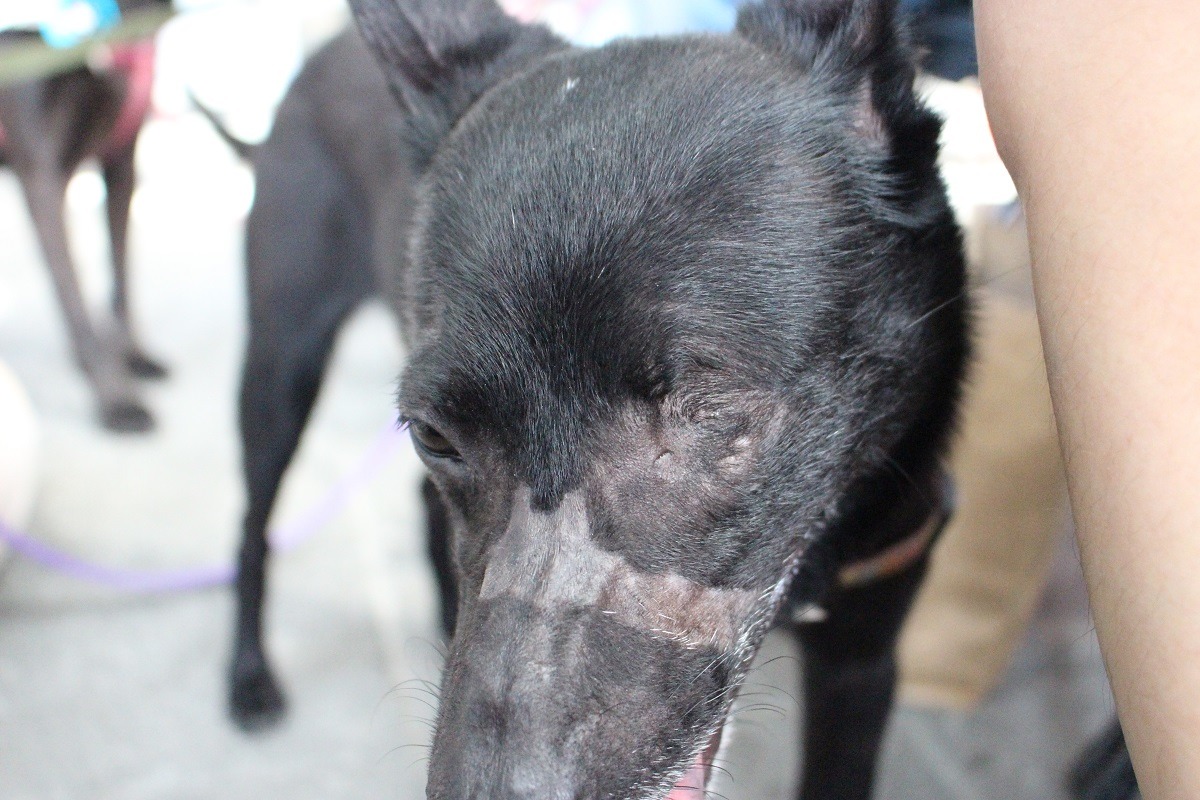 小黑嘴上一圈光禿禿的皮膚不是刻意剃毛，而是過去被主人綑綁的痕跡。 李娉婷/攝