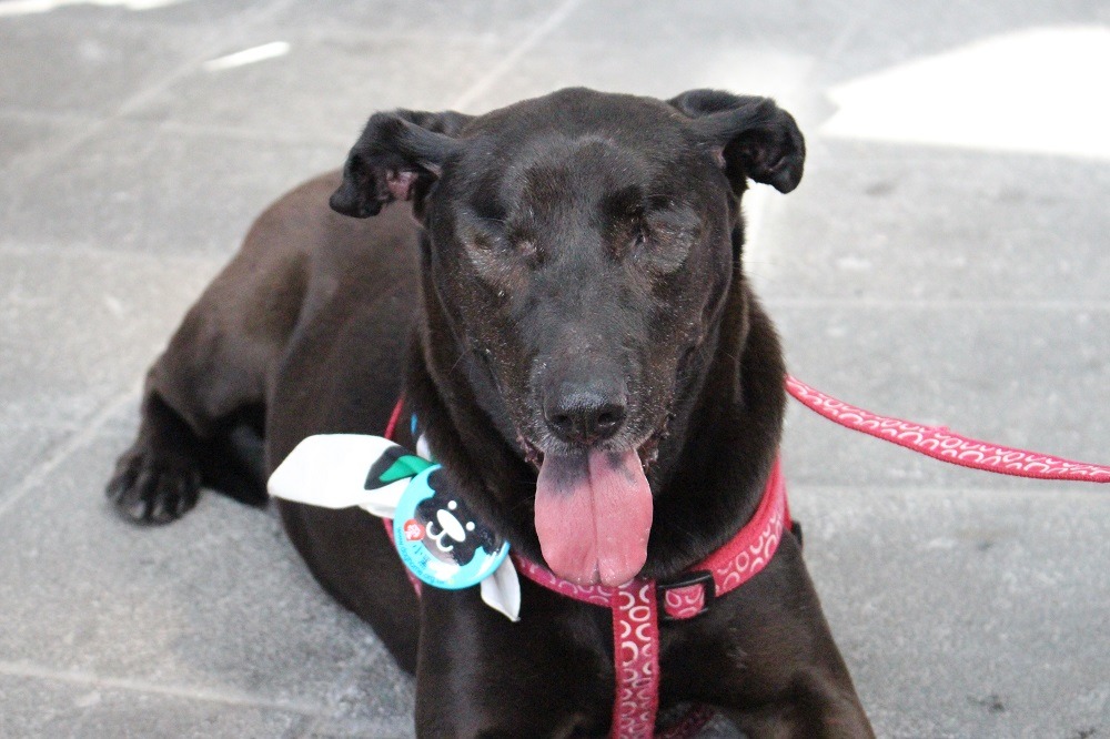 雙眼全盲的Darla來自台中，葉芳倩當初看到牠的照片時，就有難以形容的好感，因而決定領養。　李娉婷/攝