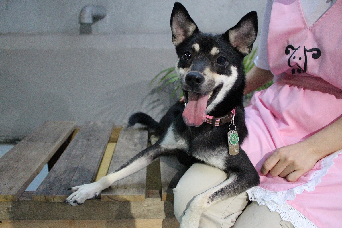  24小時有寵物保母看顧的寵物旅館，才能讓毛爸毛媽放心。　江幸芸/攝