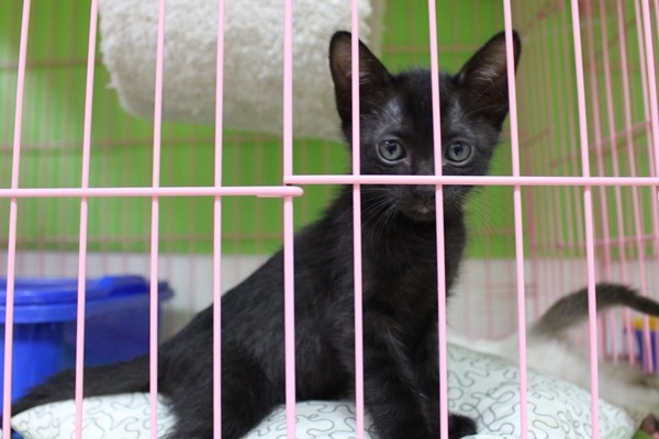 有些愛媽和動保團體會從公立收容所領養犬貓出來送養,那這些愛媽、動保團體訂定的領養條件是否也應與公立收容所一起拉高門檻?此為示意圖。 江幸芸/攝