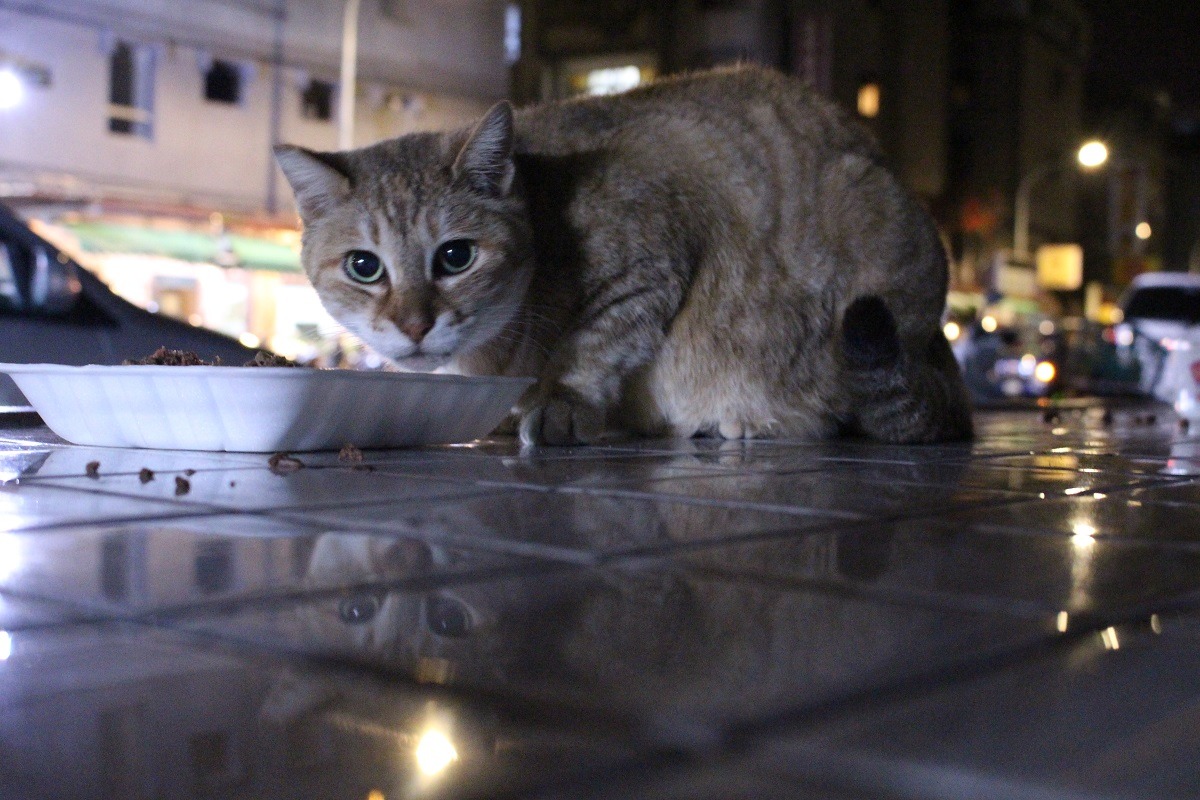 要讓居民接受與流浪動物共存，使用食盆、動物用完餐後收回並清理環境的「乾淨餵養」不可少。　台灣動物新聞網資料照(李娉婷/攝)